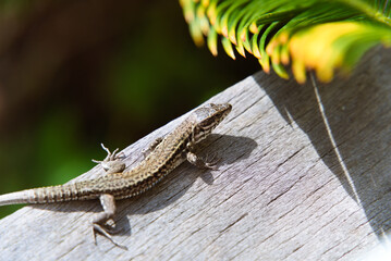 Close-Up of Common Wall Lizard: Blending on a Wooden Terrace Among Trees in the South of France