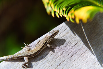 Close-Up of Common Wall Lizard: Blending on a Wooden Terrace Among Trees in the South of France