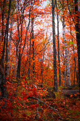 Forest of Fiery Autumn near Mont Tremblant