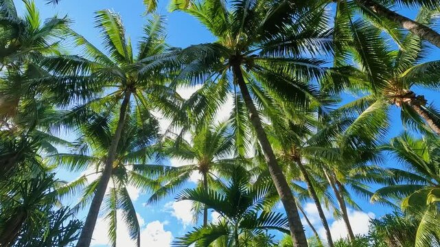 ヤシの実を見つけたので上を見上げたら青空にたくさんのヤシがあった