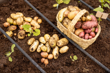 A variety of freshly harvested potatoes, still covered in soil, are displayed in a garden bed