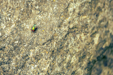 metallic green fly sitting on granite stone in sunny weather