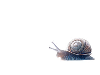 Snail isolated transparent background
