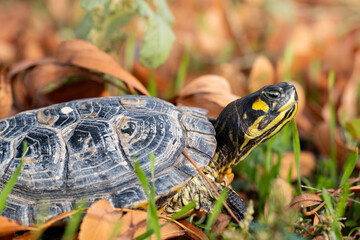 Naklejka premium Nahaufnahme einer Schildkröte in herbstlichen Blätter am Boden - Gelbwangen-Schmuckschildkröte - Trachemys scripta scripta