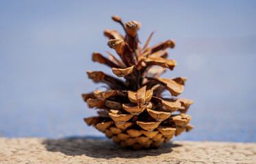 Close-Up of a Pine Cone on Concrete Floor with Light and Shadow Play