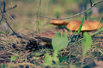Boletus granulatus, Suillus granulatus, Weeping Bolete, Dotted-stalk Bolete, mushroom in forest	