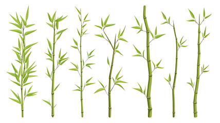 Green Bamboo Sticks with Leaves Isolated on White Background

