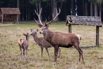 Fototapeta premium A fallow-deer with his family in Nature Park