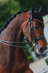 Vertical portrait of a beautiful bay horse. Horse riding class. Show ring on equestrian. Beautiful...