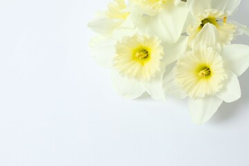 Fototapeta premium Fresh spring daffodils 