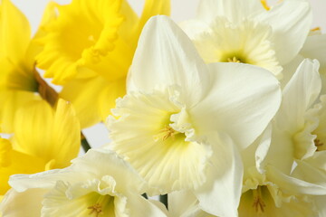 Fresh spring daffodils 