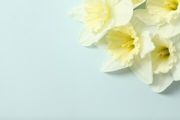 Fresh spring daffodils in a vase on color background 