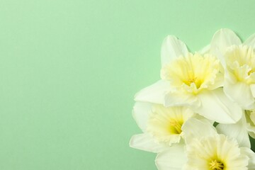 Fresh spring daffodils in a vase on color background 