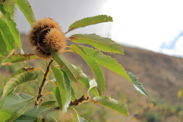 otoño castaño arbol castañas fruto