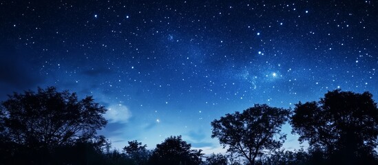 Naklejka premium Silhouetted Trees Beneath a Starry Sky 