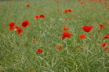 Bright red poppies cover the landscape, their vivid petals gently swaying in the breeze over a lush green field.