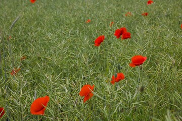 Bright red poppies cover the landscape, their vivid petals gently swaying in the breeze over a lush green field.