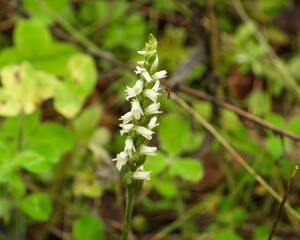 Spiranthes cernua (Nodding Ladies'-tresses) Native North American Orchid Wildflower