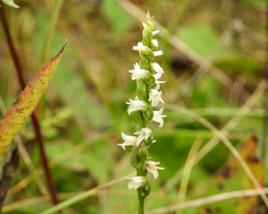 Spiranthes cernua (Nodding Ladies'-tresses) Native North American Orchid Wildflower