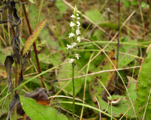 Spiranthes cernua (Nodding Ladies'-tresses) Native North American Orchid Wildflower
