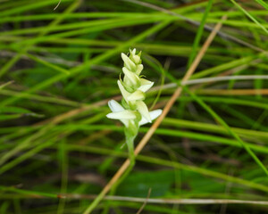 Spiranthes cernua (Nodding Ladies'-tresses) Native North American Orchid Wildflower