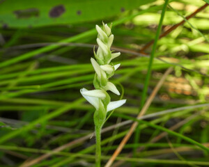 Spiranthes cernua (Nodding Ladies'-tresses) Native North American Orchid Wildflower