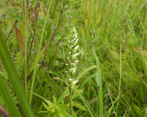 Spiranthes cernua (Nodding Ladies'-tresses) Native North American Orchid Wildflower