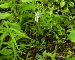 Fototapeta premium Spiranthes cernua (Nodding Ladies'-tresses) Native North American Orchid Wildflower