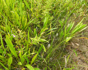 Spiranthes cernua (Nodding Ladies'-tresses) Native North American Orchid Wildflower