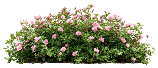 PNG Flower bush in wedding flowers plant vegetation.