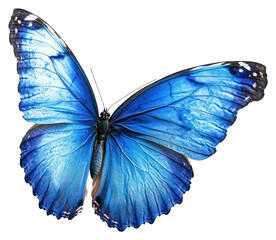 PNG A flying blue butterfly photography background insect.