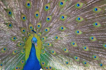 Obraz premium peacock with feathers