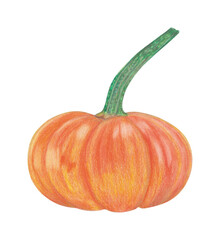 Pumpkin plant hand drawn illustration. Colorful pencils realistic drawing. Organic, natural plant clipart