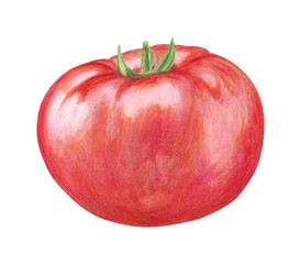 Tomato plant hand drawn illustration. Colorful pencils realistic drawing. Organic, natural plant clipart