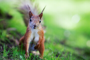 Curious eurasian red squirrel (Sciurus vulgaris) sitting on ground, front view, shallow dof
