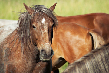 Horses (Equus ferus caballus) pasture on green fields, close up