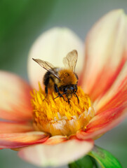Honey bee (Apis mellifera) with pollen in its pile sitting on an orange dahlia flower, macro, shallow dof
