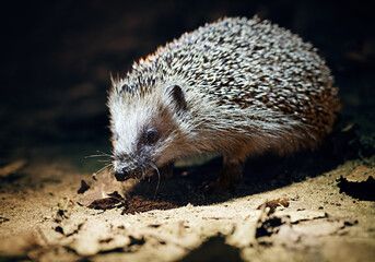 West European Hedgehog (Erinaceus Europaeus) in natural habitat, dark backgroun