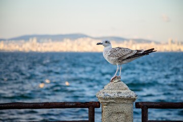 Seagull perched on a fence with the sea as its backdrop