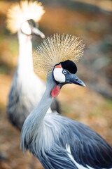 Close-up of two grey crowned cranes (Balearica regulorum): one in sharp focus, highlighting its eye, beak, and crown, while the other lingers in the background.