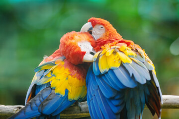 Two brightly colored scarlet macaws (Ara macao) with red, yellow, and blue feathers, nuzzling each other.