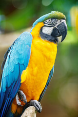 Blue-and-yellow macaw (Ara ararauna) with a large curved black beak, perched on a branch.