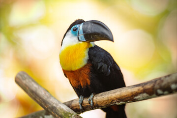 Channel-billed toucan (Ramphastos vitellinus) with a black beak, blue face, yellow throat, and black body, perched on a branch on a blurred background.