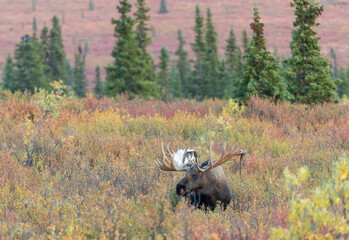 Alaska Yukon Bull Moose in Autumn in Denali National Park Alaska