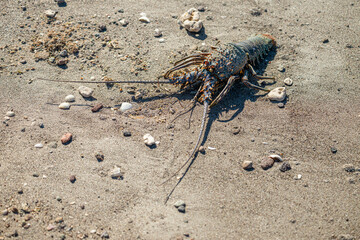A dead California spiny lobster (Panulirus interruptus) on the sandy beach on Isla Carmen in the Sea of Cortez in Baja California Sur, Mexico.