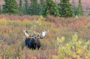Alaska Yukon Bull Moose in Autumn in Denali National Park Alaska