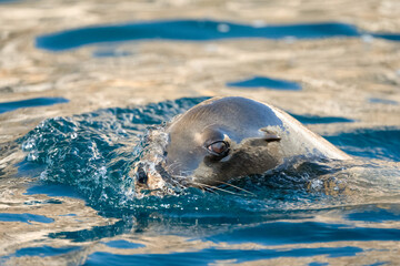Fototapeta premium A California sea lion (Zalophus californianus) pushing a wave with it's nose off the coast of Baja California Sur, Mexico.