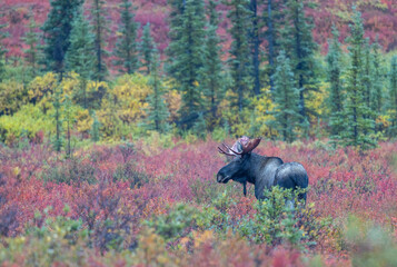 Alaska Yukon Bull Moose in Autumn in Denali National Park Alaska