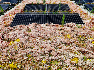 solar panels in a mixture of wild flowers on a rooftop with many colorful blossoms