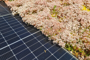 solar panels in a mixture of wild flowers on a rooftop with many colorful blossoms